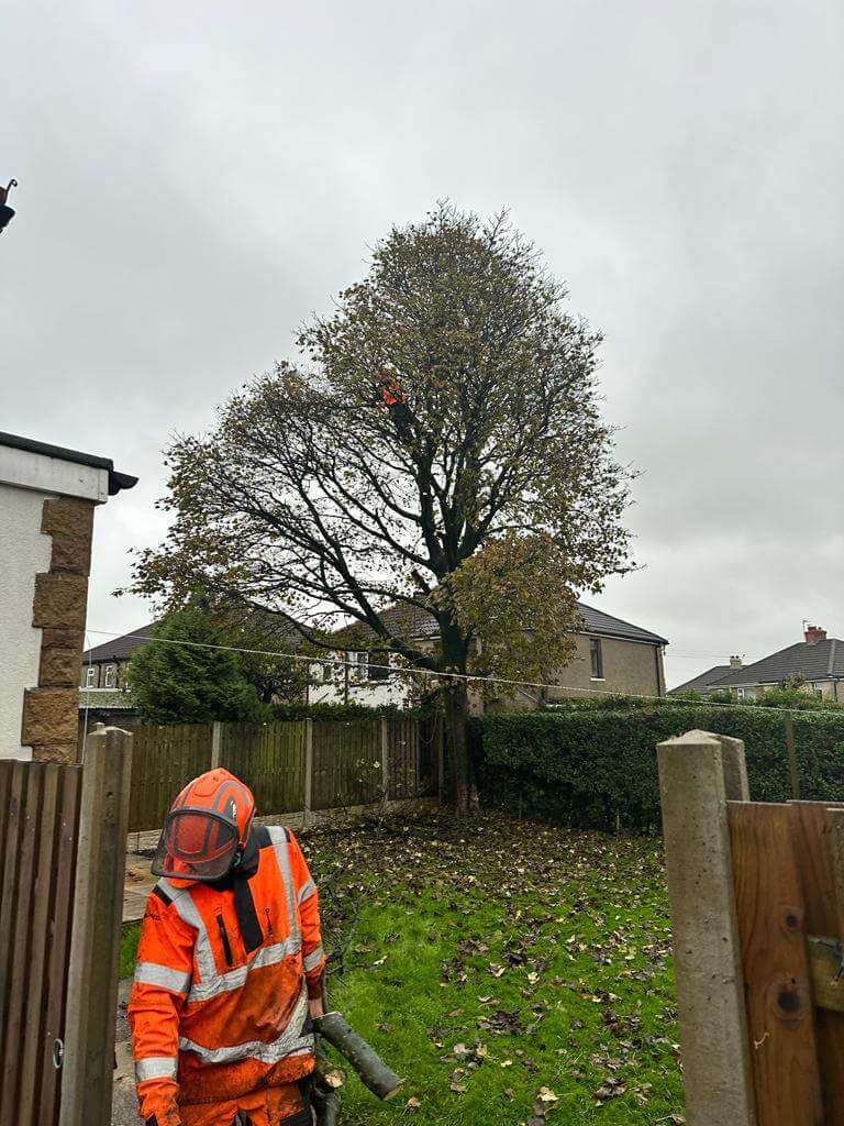 Large-tree-in-garden